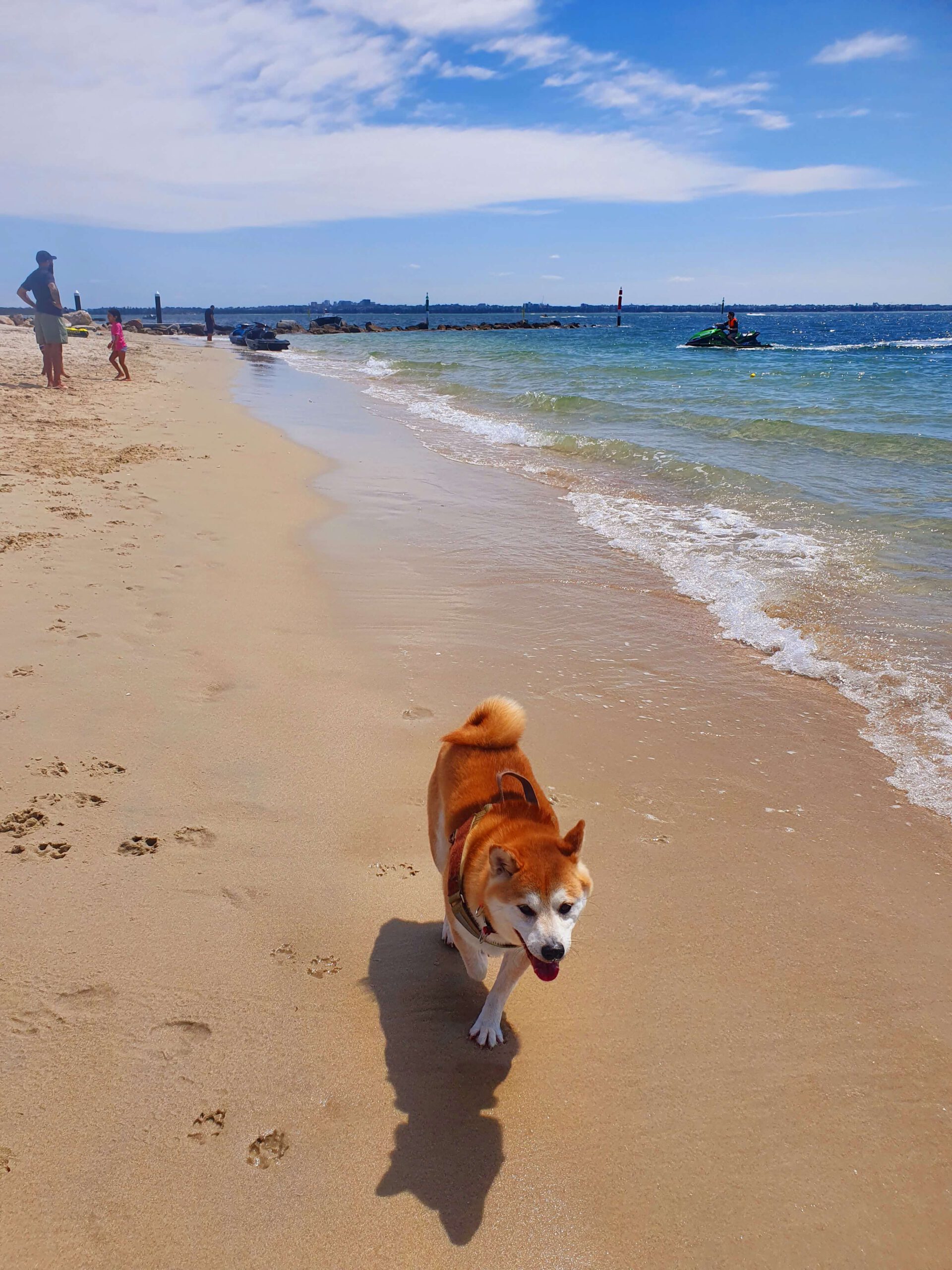 オーストラリアの砂浜を元気よく歩く柴犬。青空と海が広がる美しい風景が印象的。