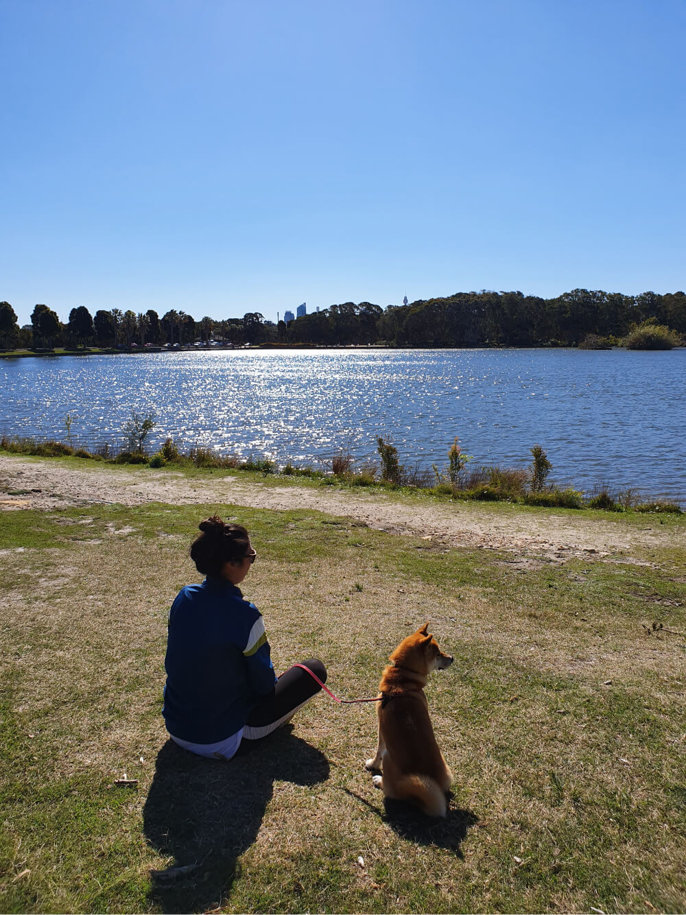 湖畔でリードにつながれた柴犬と座る飼い主。青空とキラキラ輝く湖が広がるリラックスした風景。