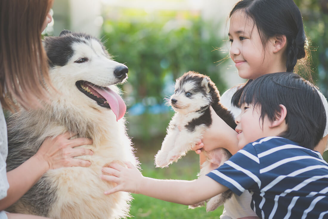 庭で子どもたちと一緒にシベリアンハスキーの親子と遊ぶ様子。ペットが家族の一員であることを表現。