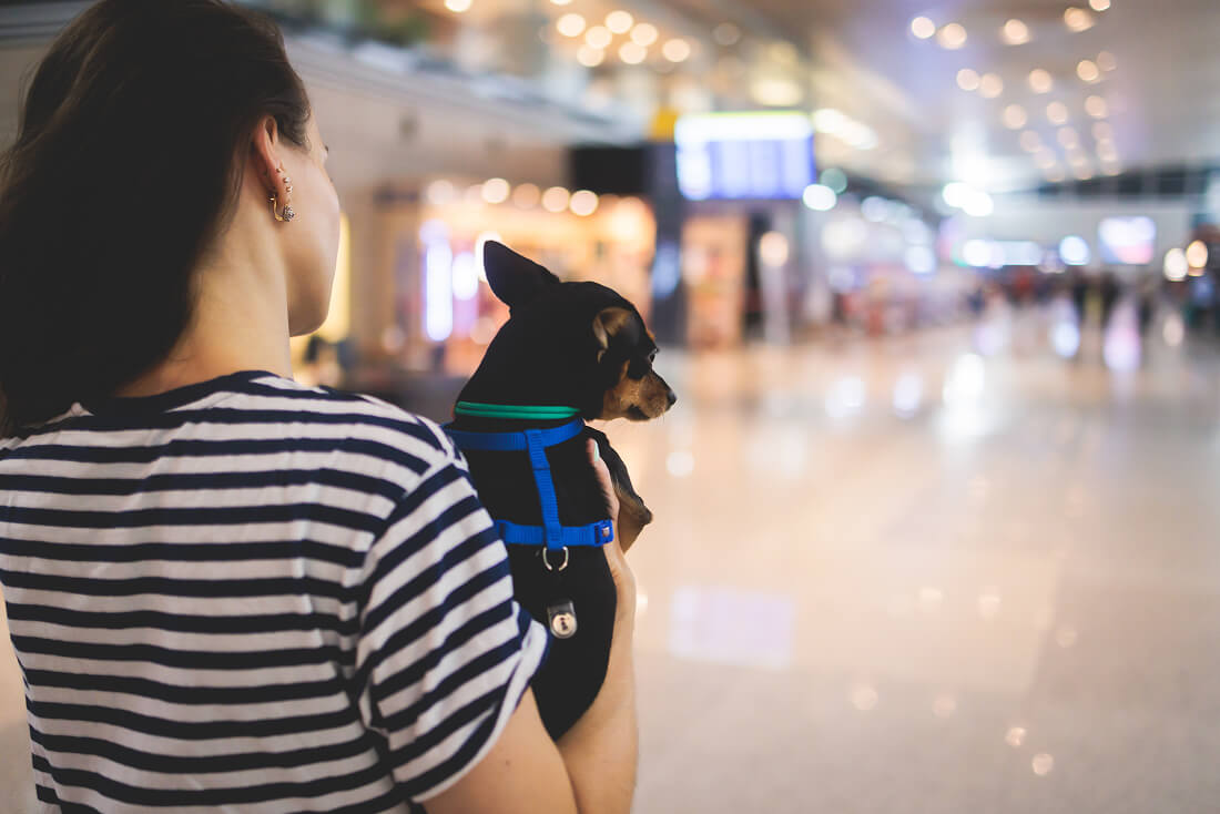 空港のロビーで小型犬を抱く女性の後ろ姿。ペットと一緒に海外移住する準備の雰囲気を伝える。