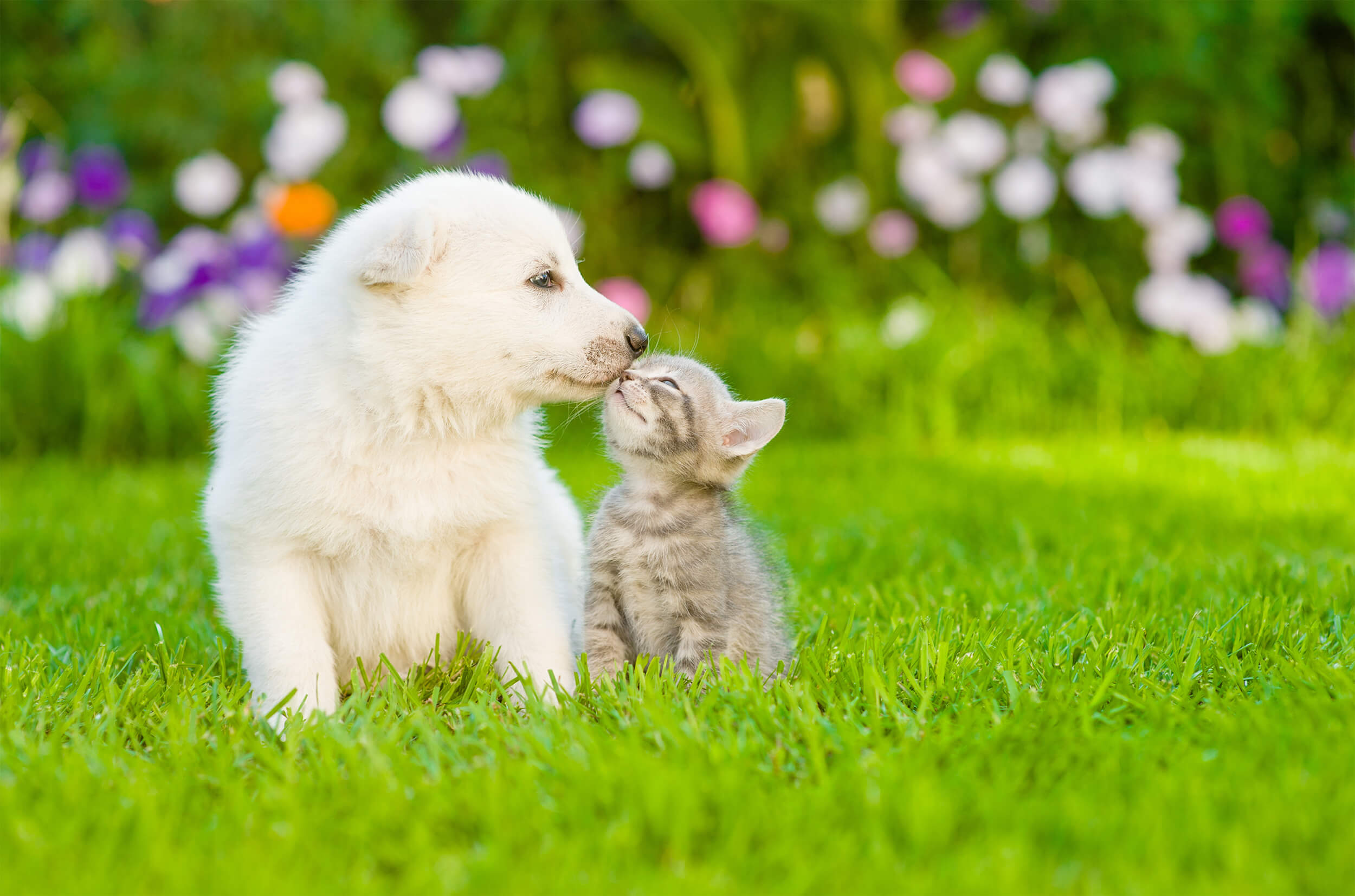 緑の芝生の上で、白い子犬とグレーの子猫が優しく見つめ合っている。ペット同士の絆と温かみを感じる光景。