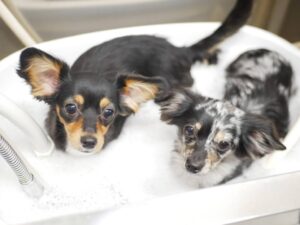 年内最後のフライトで日本からシドニーへ輸送された犬2匹が無事到着し、飼い主と再会する様子