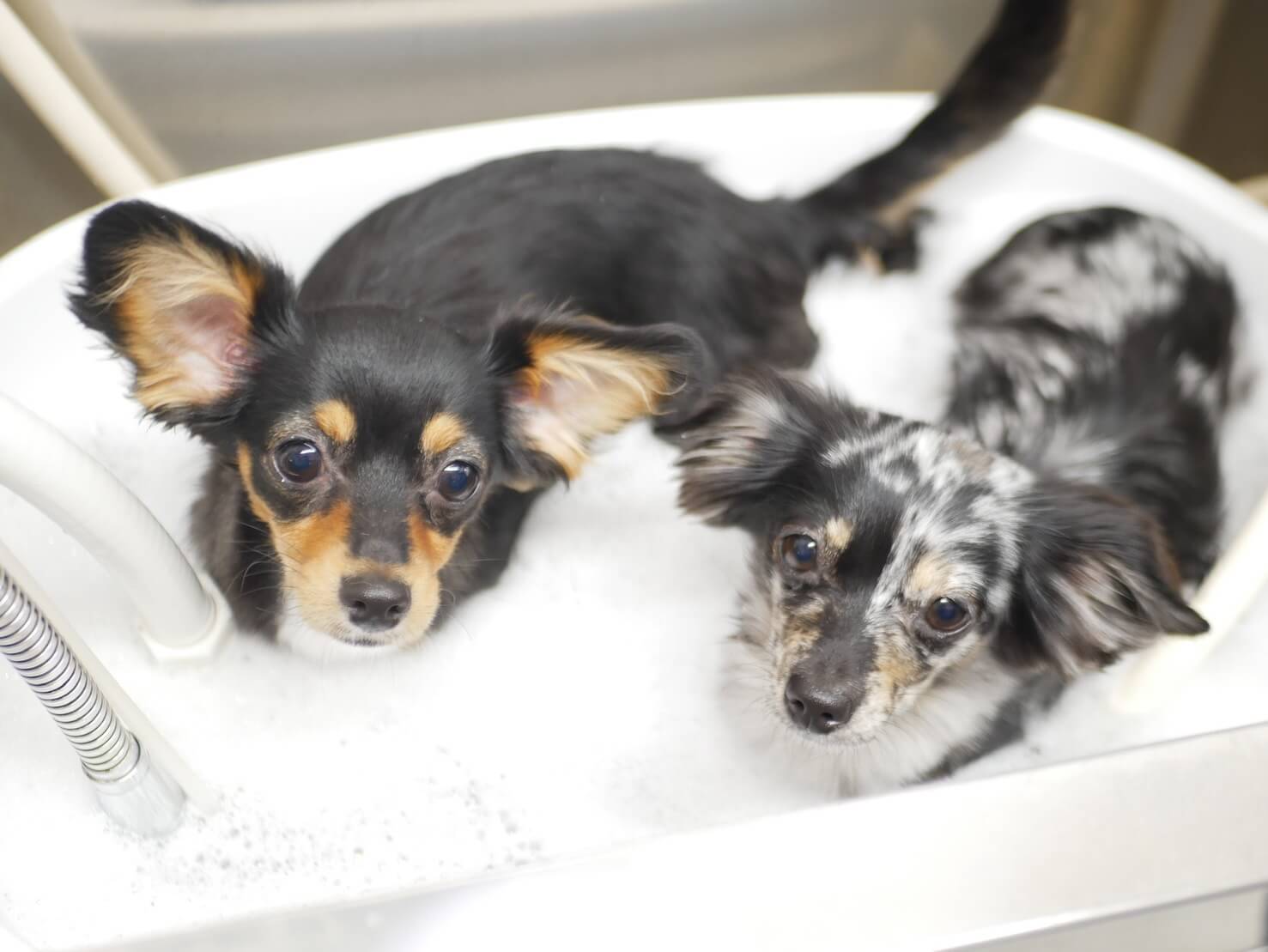 年内最後のフライトで日本からシドニーへ輸送された犬2匹が無事到着し、飼い主と再会する様子