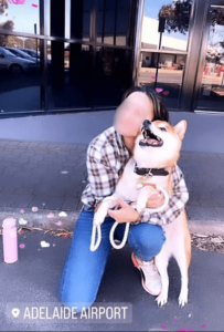 日本からオーストラリアへの犬輸送サポートをご利用いただいたお客様からのLINEメッセージ