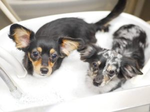 【実例】年内最後のフライトで実現。無事に2匹の犬の輸送が完了しました。日本からオーストラリア