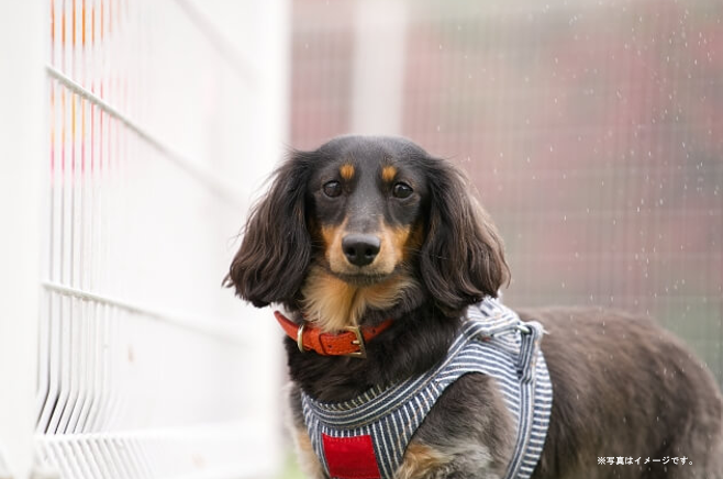 オーストラリアから日本へ犬輸送。ミニチュアダックス2歳マロン君の渡航サポート事例